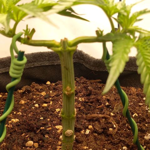 Alices Green Gelato  growlog timeline photo