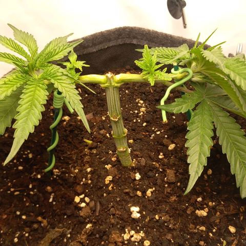Alices Green Gelato  growlog timeline photo