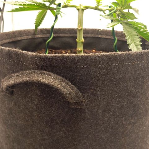 Alices Green Gelato  growlog timeline photo