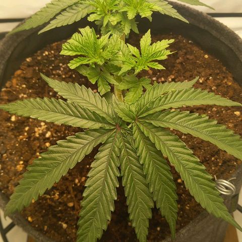 Alices Green Gelato  growlog timeline photo