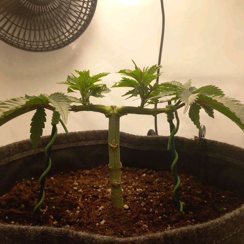 Alices Green Gelato  growlog timeline photo