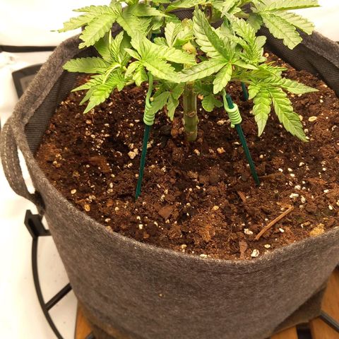 Alices Green Gelato  growlog timeline photo