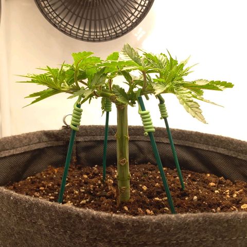 Alices Green Gelato  growlog timeline photo