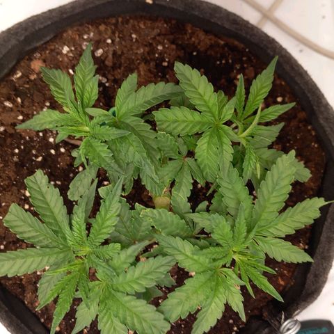 Alices Green Gelato  growlog timeline photo