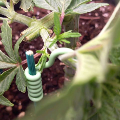 Alices Green Gelato  growlog timeline photo