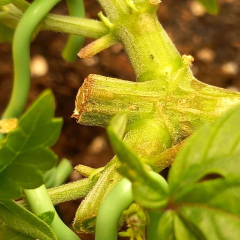 Alices Green Gelato  growlog timeline photo