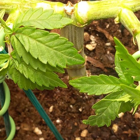 Alices Green Gelato  growlog timeline photo