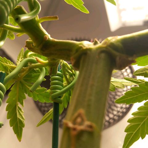 Alices Green Gelato  growlog timeline photo