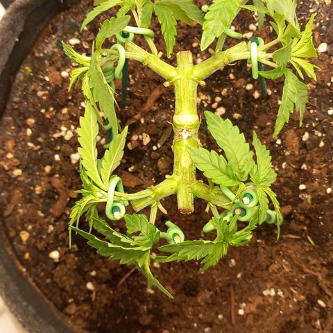 Alices Green Gelato  growlog timeline photo