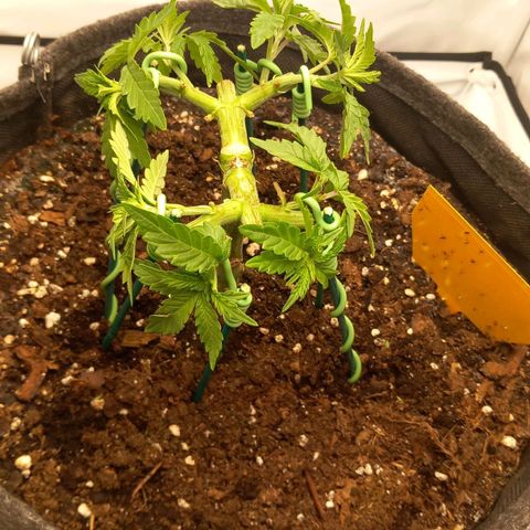 Alices Green Gelato  growlog timeline photo