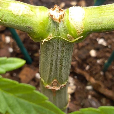 Alices Green Gelato  growlog timeline photo