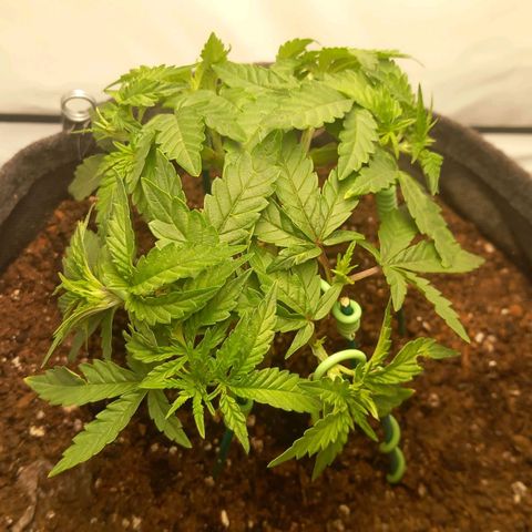 Alices Green Gelato  growlog timeline photo