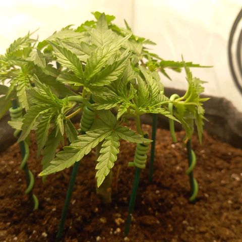 Alices Green Gelato  growlog timeline photo