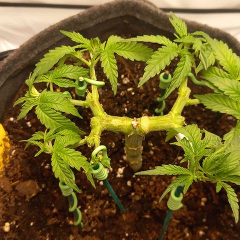 Alices Green Gelato  growlog timeline photo