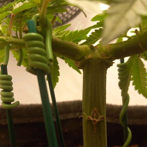 Alices Green Gelato  growlog timeline photo