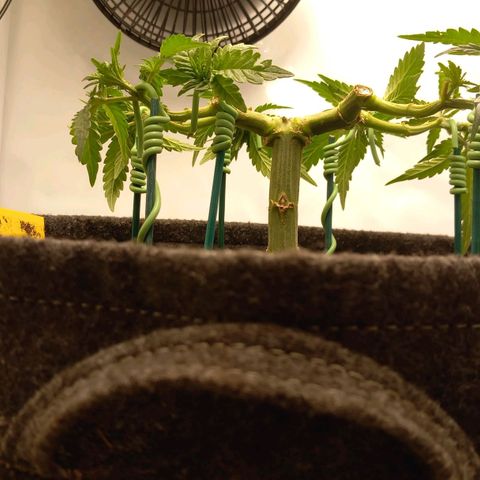 Alices Green Gelato  growlog timeline photo