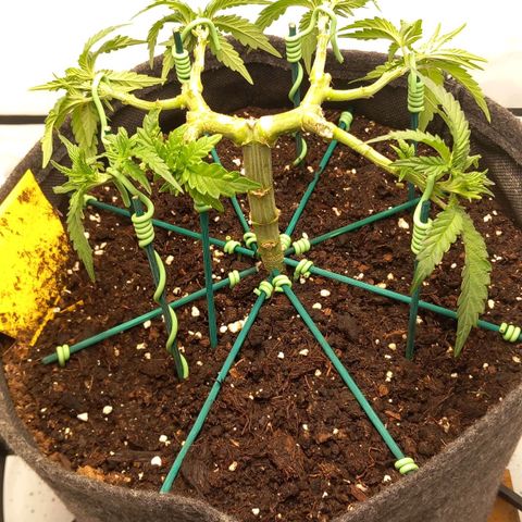 Alices Green Gelato  growlog timeline photo
