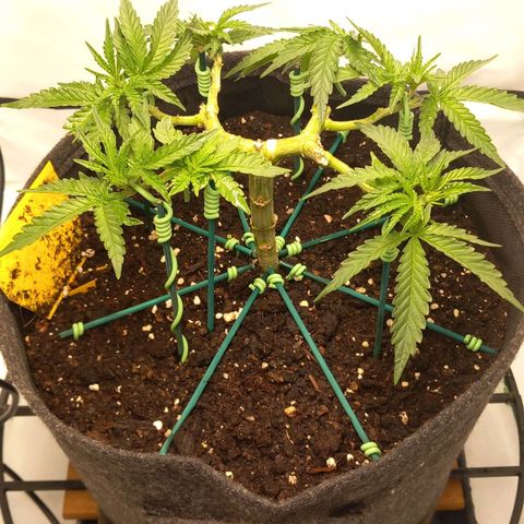 Alices Green Gelato  growlog timeline photo