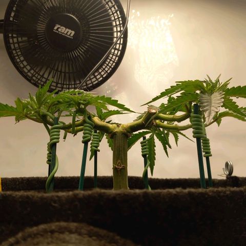 Alices Green Gelato  growlog timeline photo