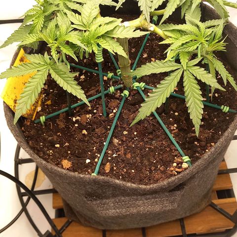 Alices Green Gelato  growlog timeline photo