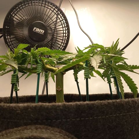 Alices Green Gelato  growlog timeline photo