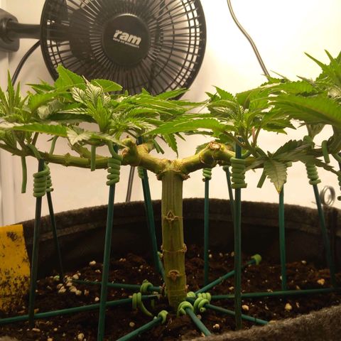 Alices Green Gelato  growlog photo: Gegossen