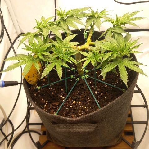 Alices Green Gelato  growlog photo: Gegossen