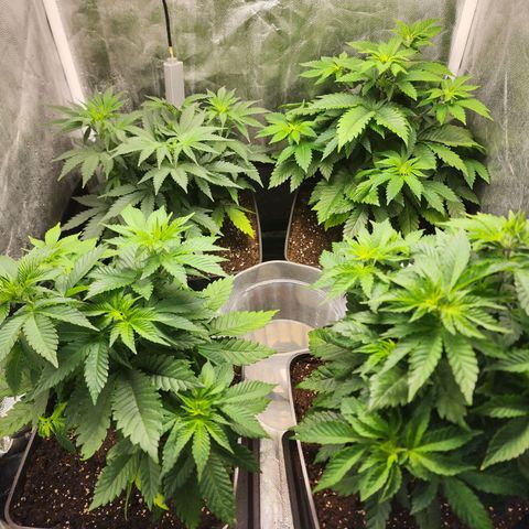 Wembley  growlog timeline photo