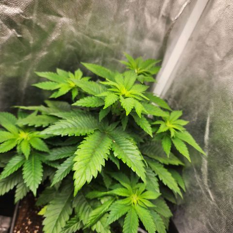 Wembley  growlog timeline photo