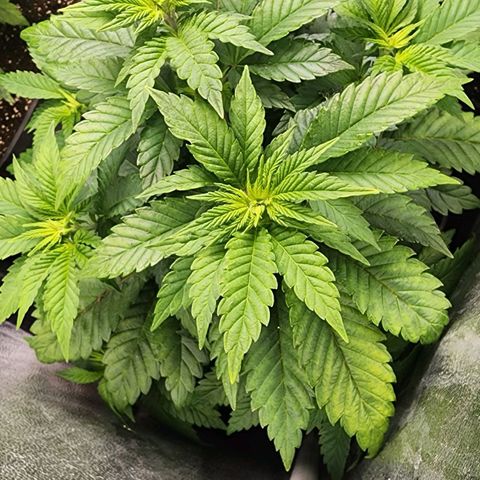 Wembley  growlog timeline photo