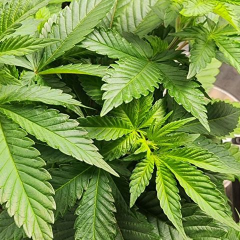 Wembley  growlog timeline photo