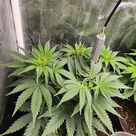 Wembley  growlog timeline photo