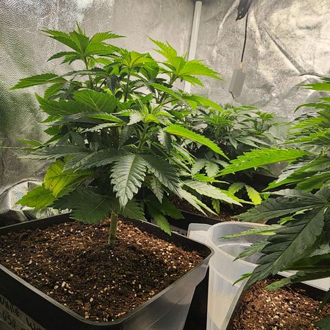 Wembley  growlog timeline photo