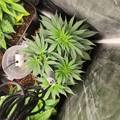 Wembley  growlog timeline photo