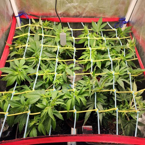 Wembley  growlog timeline photo