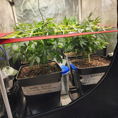 Wembley  growlog timeline photo