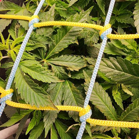 Wembley  growlog photo: Scrog a 20 cm aprox desde la maceta, hojas con coloración extraña ( puede ser por el calentador que está a cerca )