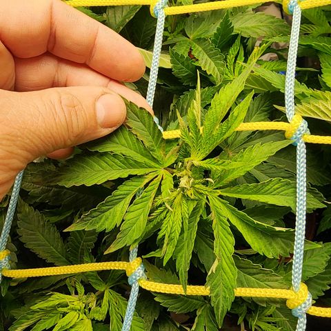 Wembley  growlog photo: Scrog a 20 cm aprox desde la maceta, hojas con coloración extraña ( puede ser por el calentador que está a cerca )