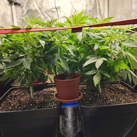Wembley  growlog photo: Scrog a 20 cm aprox desde la maceta, hojas con coloración extraña ( puede ser por el calentador que está a cerca )