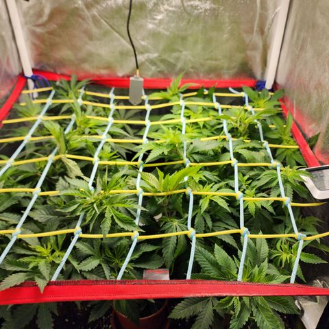 Wembley  growlog photo: Scrog a 20 cm aprox desde la maceta, hojas con coloración extraña ( puede ser por el calentador que está a cerca )