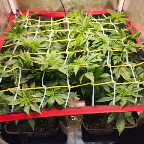 Wembley  growlog timeline photo
