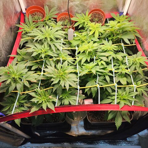 Wembley  growlog timeline photo