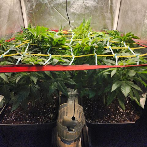 Wembley  growlog timeline photo