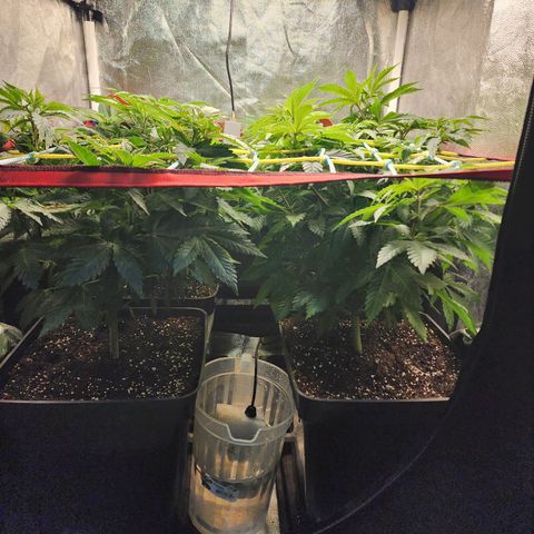 Wembley  growlog timeline photo