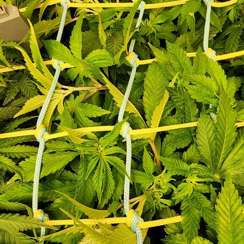 Wembley  growlog timeline photo