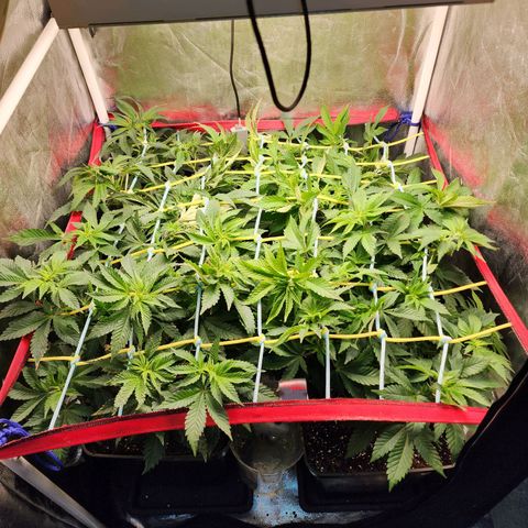 Wembley  growlog timeline photo