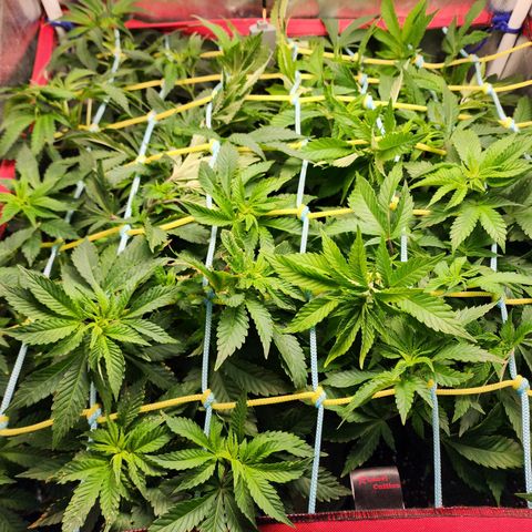 Wembley  growlog timeline photo