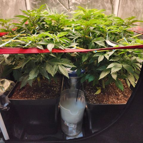 Wembley  growlog timeline photo