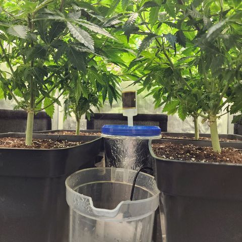 Wembley  growlog timeline photo