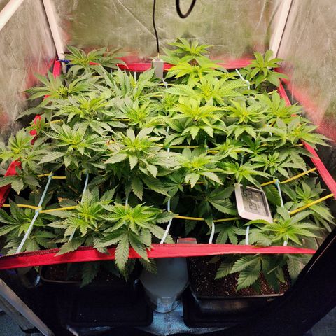 Wembley  growlog timeline photo
